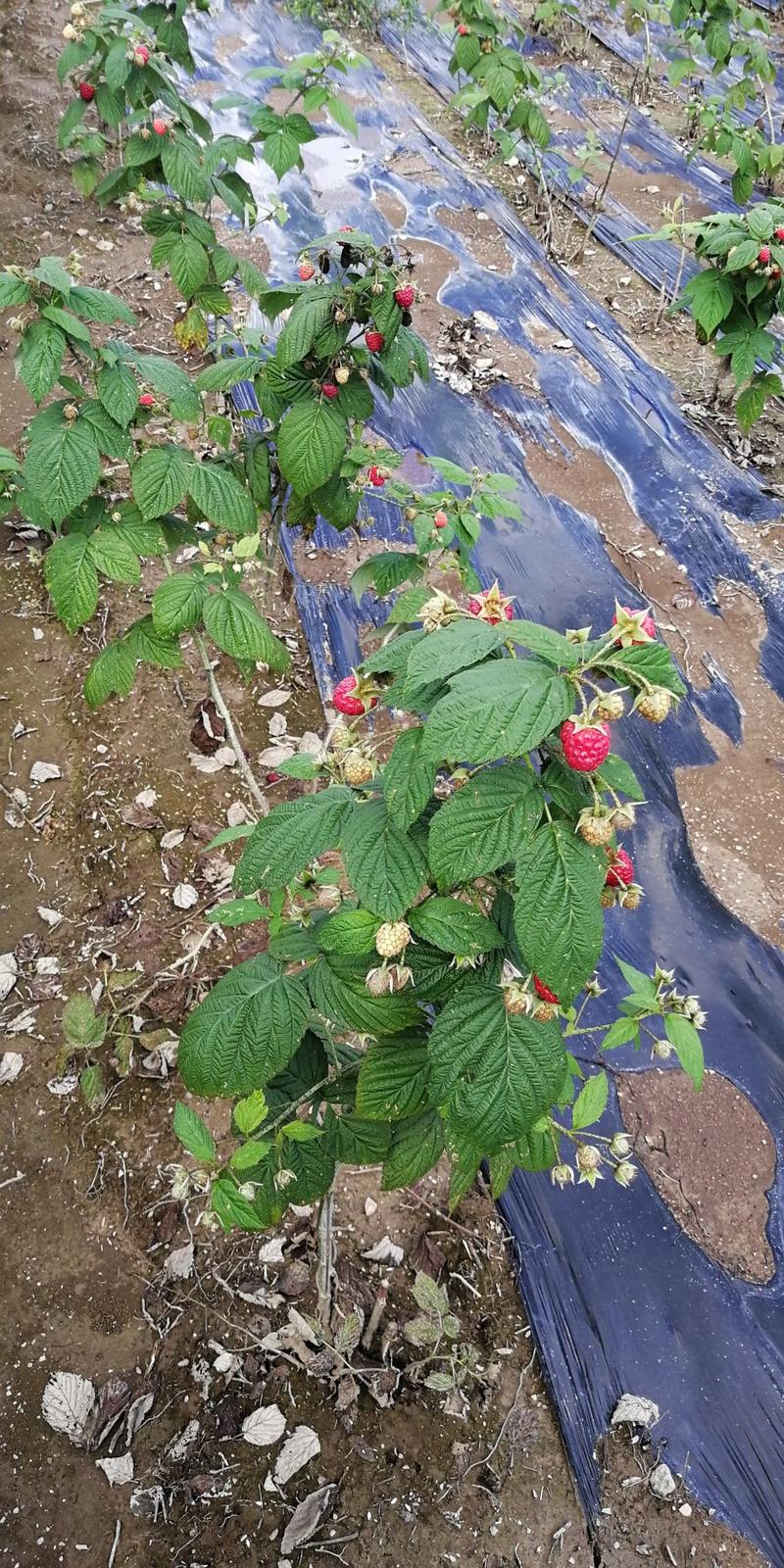 树莓苗红树莓苗大果型双季红树莓苗南方北方盆栽地栽苗