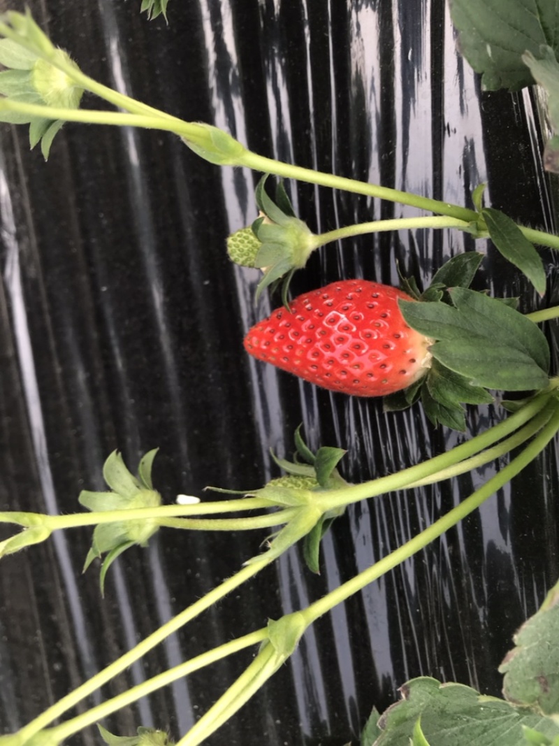 新鲜奶油草莓红颜巧克力草莓好吃不贵物美价廉