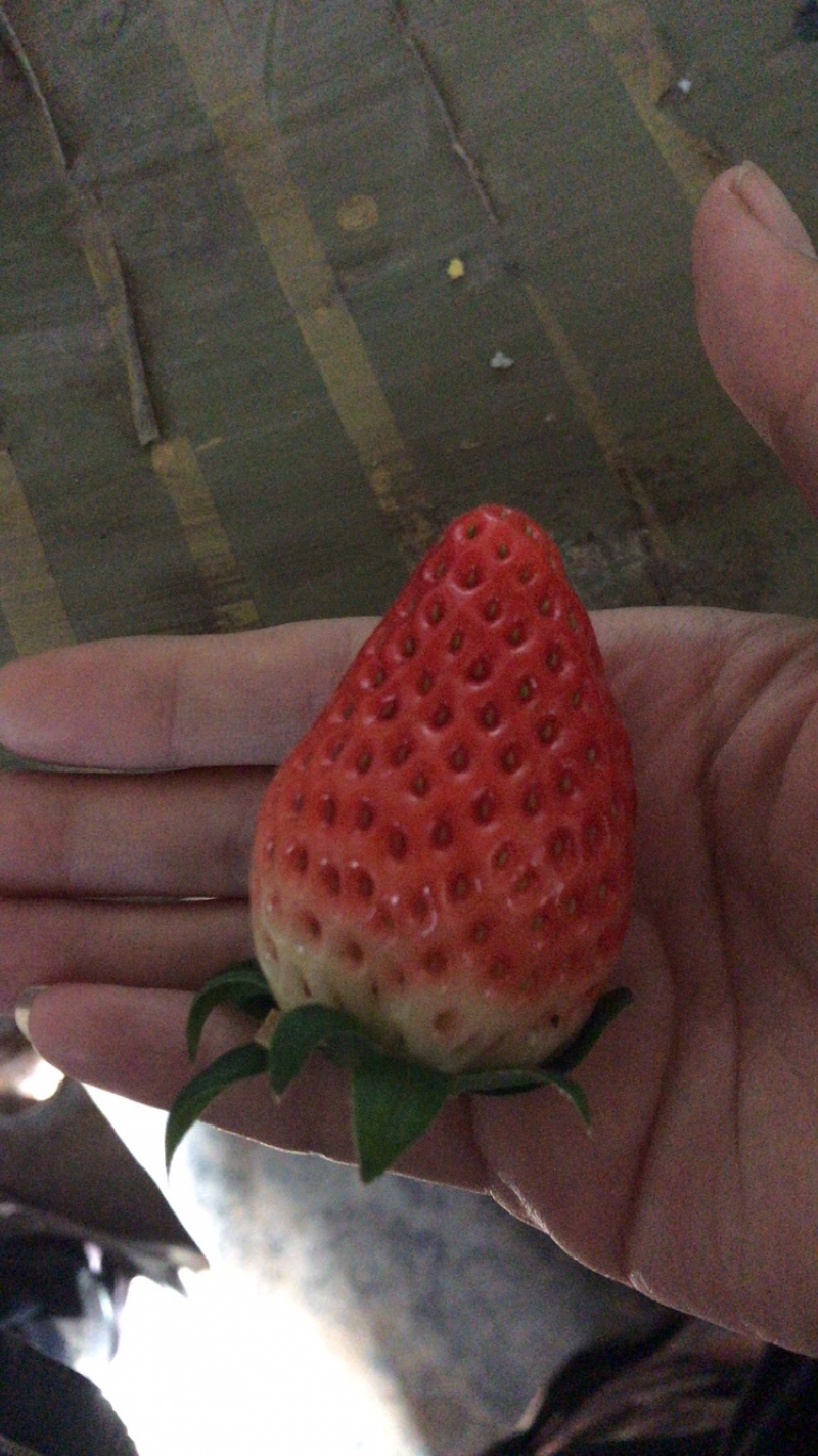 新鲜奶油草莓红颜巧克力草莓好吃不贵物美价廉