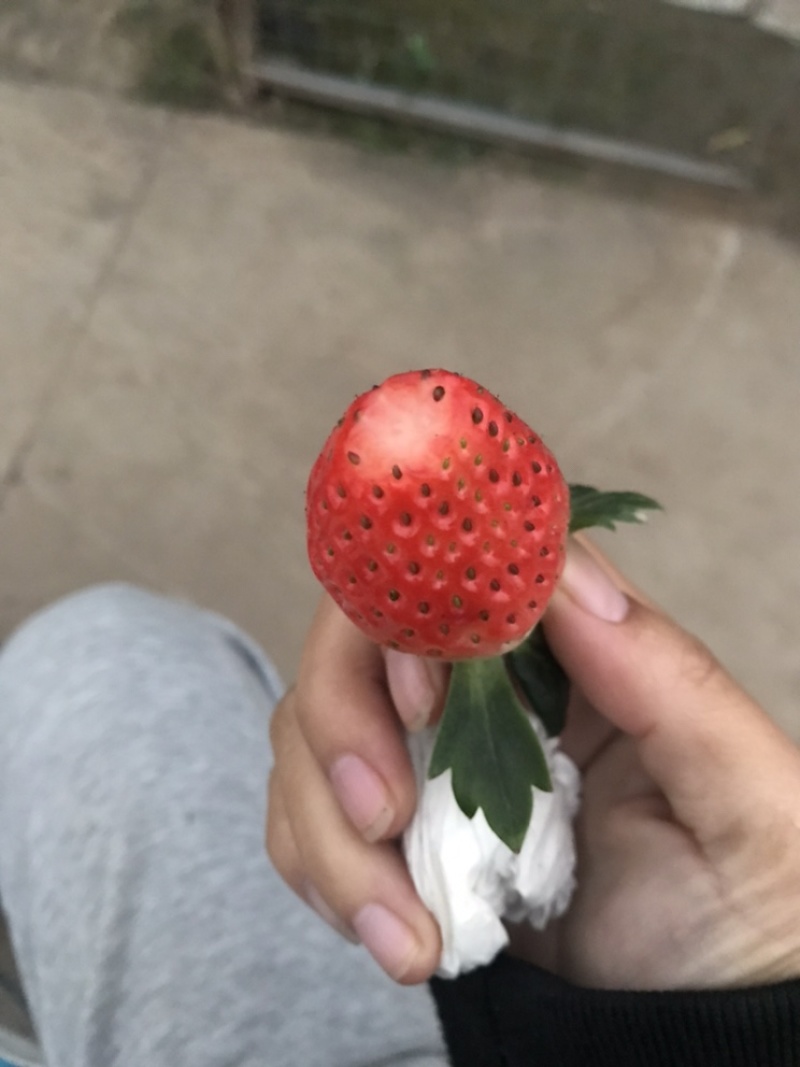 新鲜奶油草莓红颜巧克力草莓好吃不贵物美价廉