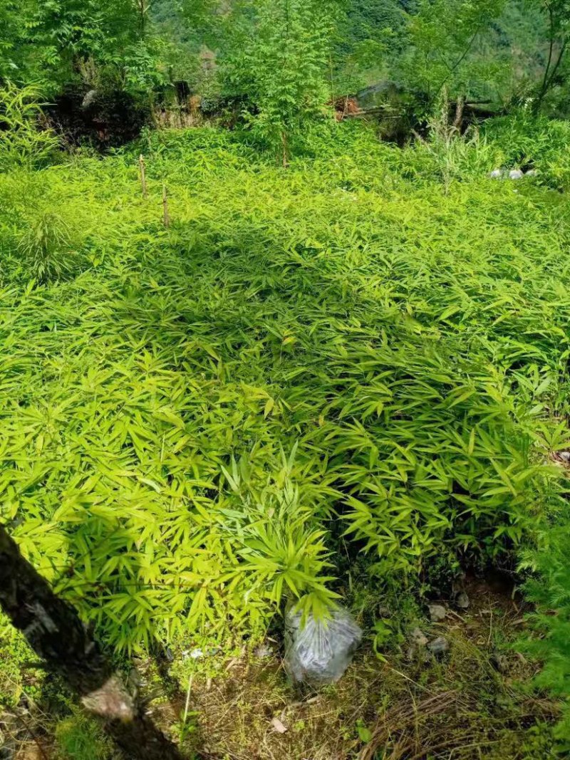 竹苗三月竹苗需要的老板联系