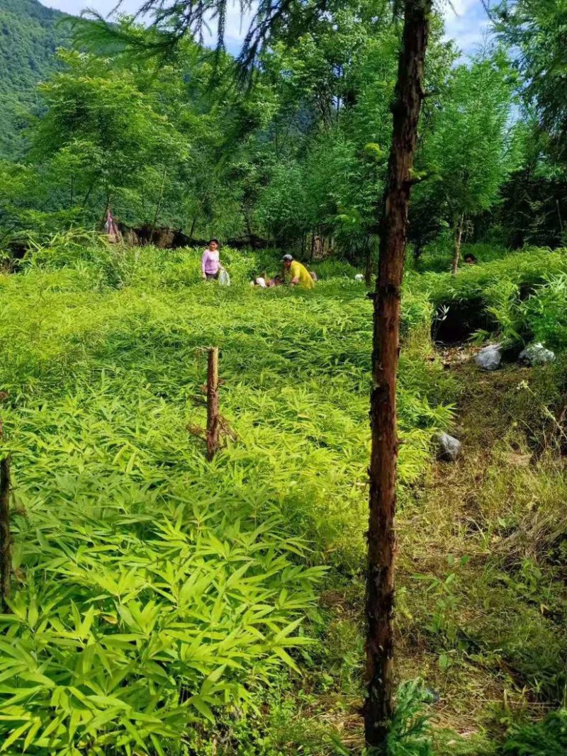 竹苗三月竹苗需要的老板联系