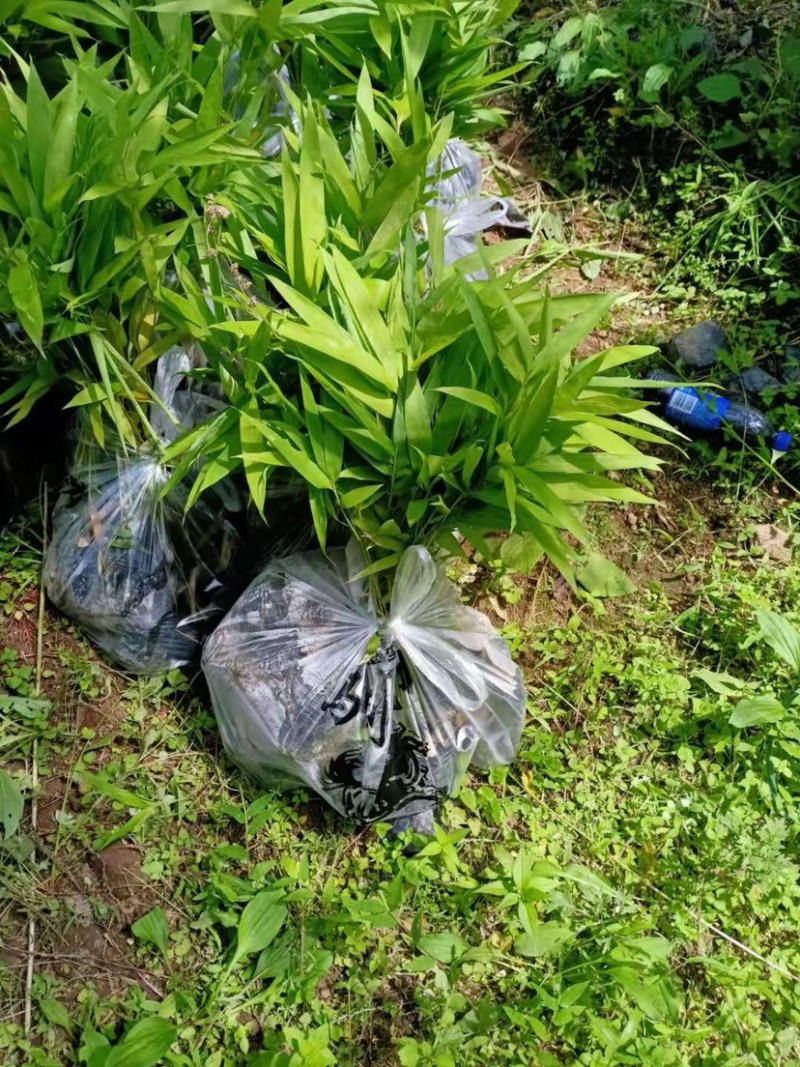 竹苗三月竹苗需要的老板联系