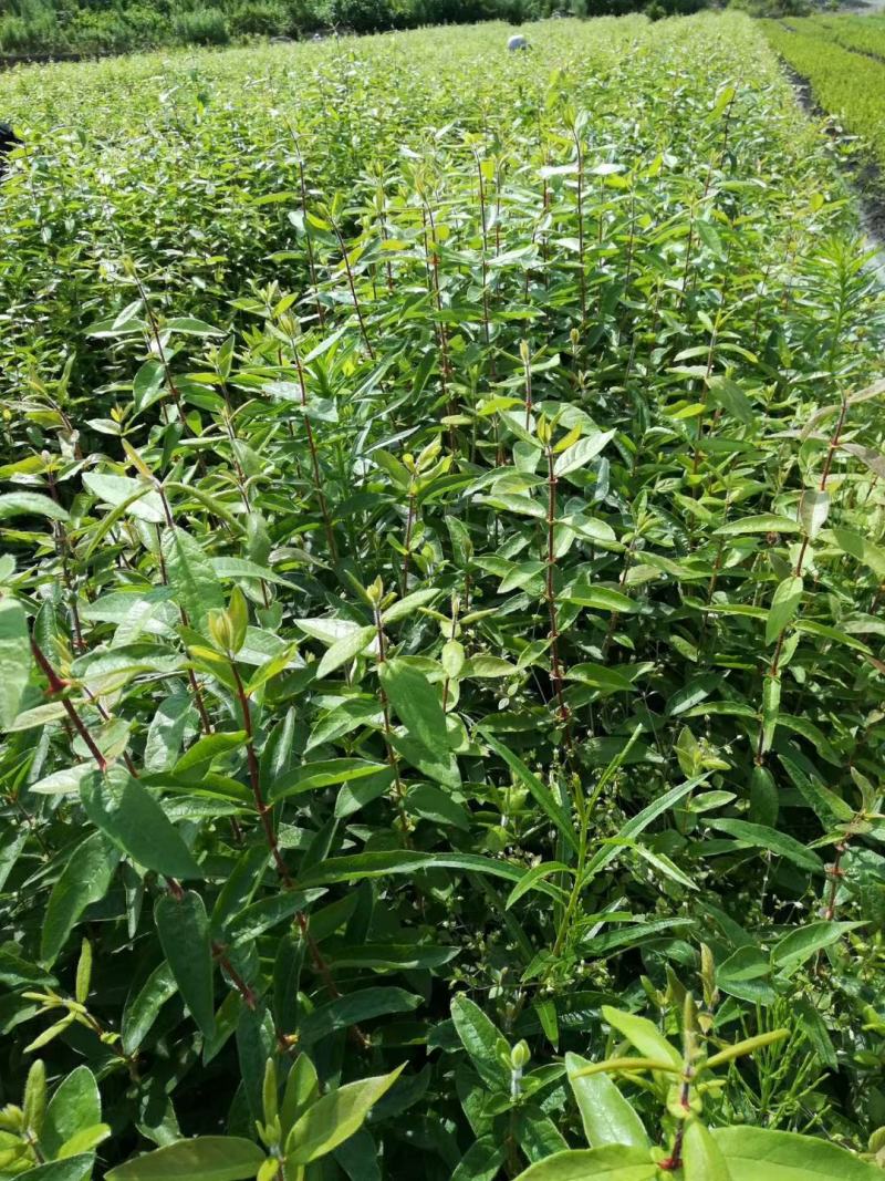 蓝靛果苗，一年二年三年苗，大树，规格齐全