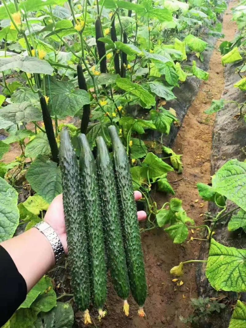 嫁接强雌全雌黄瓜苗价格厂家直销早春抗病好品种黄瓜苗