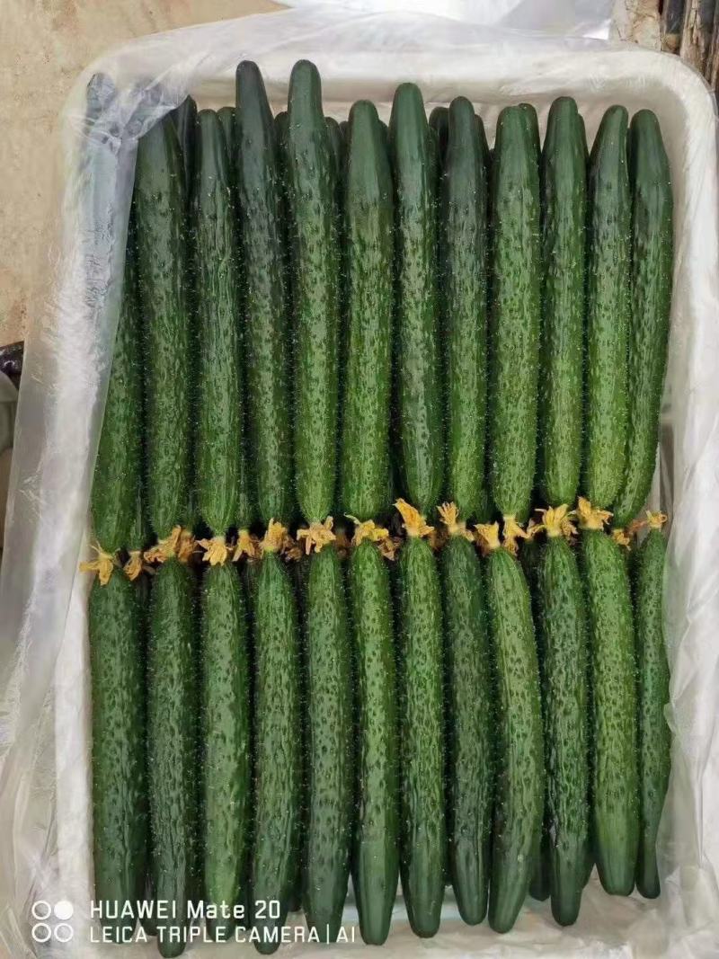 嫁接强雌全雌黄瓜苗价格厂家直销早春抗病好品种黄瓜苗