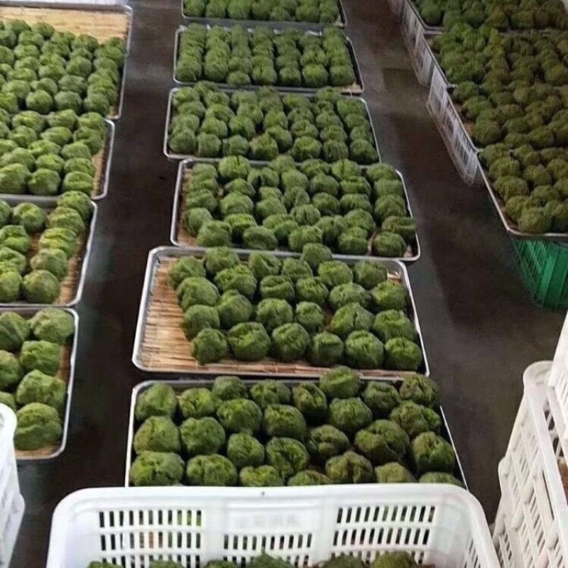 寿光特产扒谷老少皆宜！做出来特别好吃