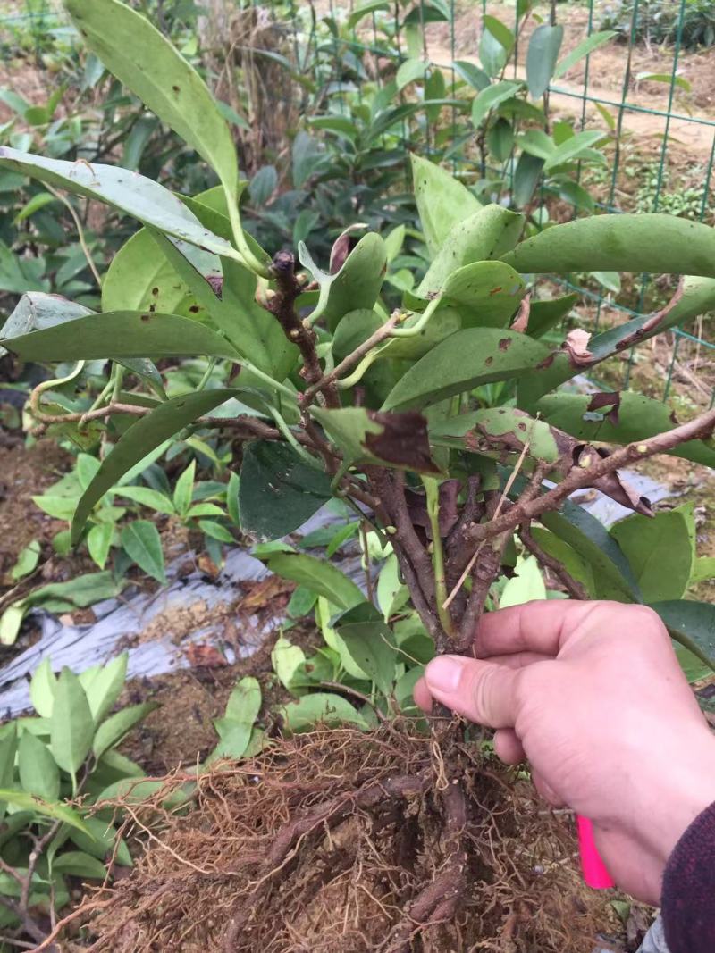 布福娜黑老虎3年苗来了