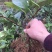 布福娜黑老虎3年苗来了
