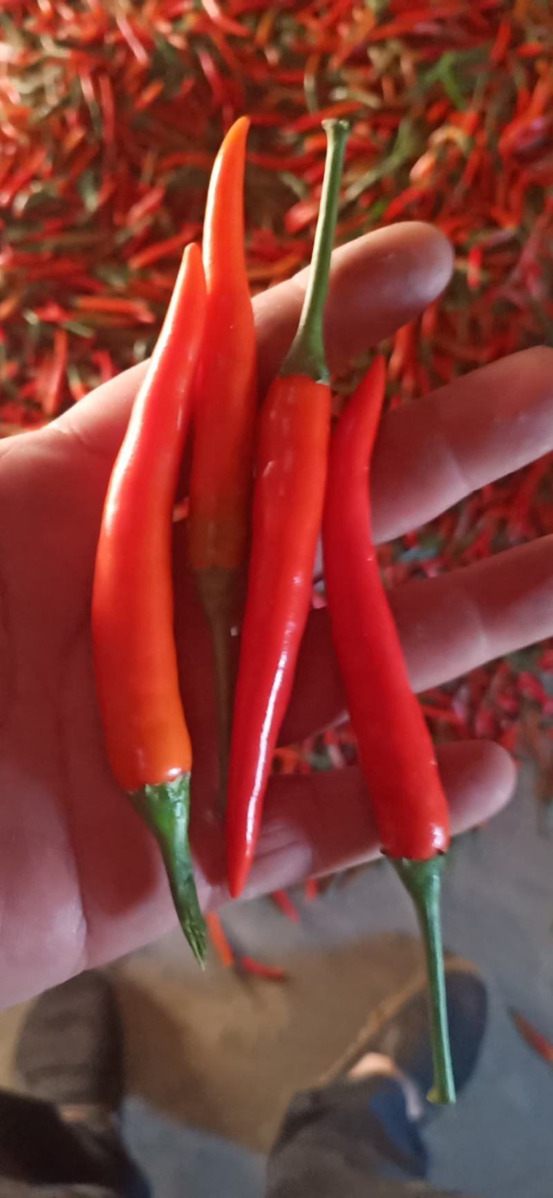 小米辣，5-15厘米，特辣精品红小米