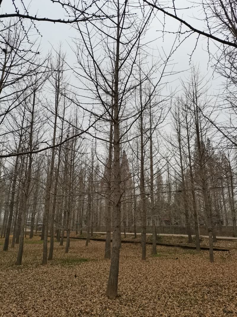 邳州市顶森银杏苗圃基地。常年出售1一80公分的银杏