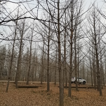邳州市顶森银杏苗圃基地。常年出售1一80公分的银杏
