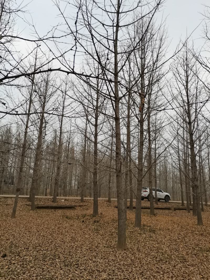 邳州市顶森银杏苗圃基地。常年出售1一80公分的银杏
