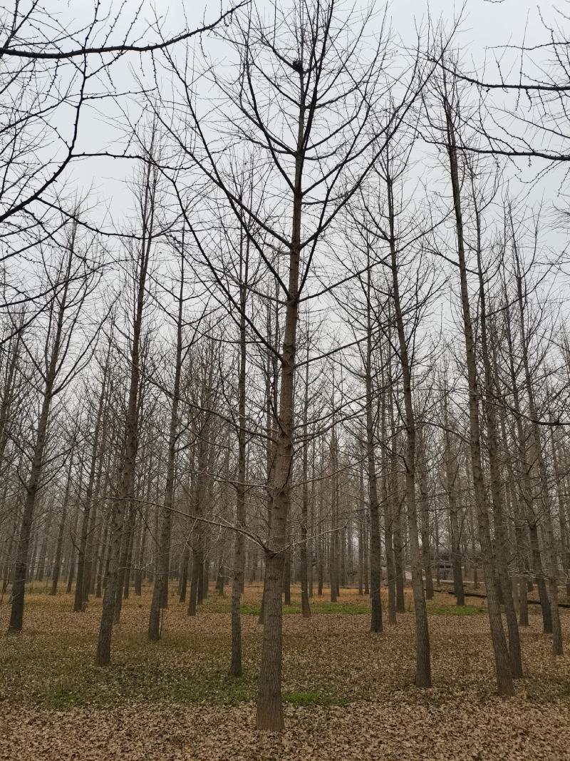 邳州市顶森银杏苗圃基地。常年出售1一80公分的银杏