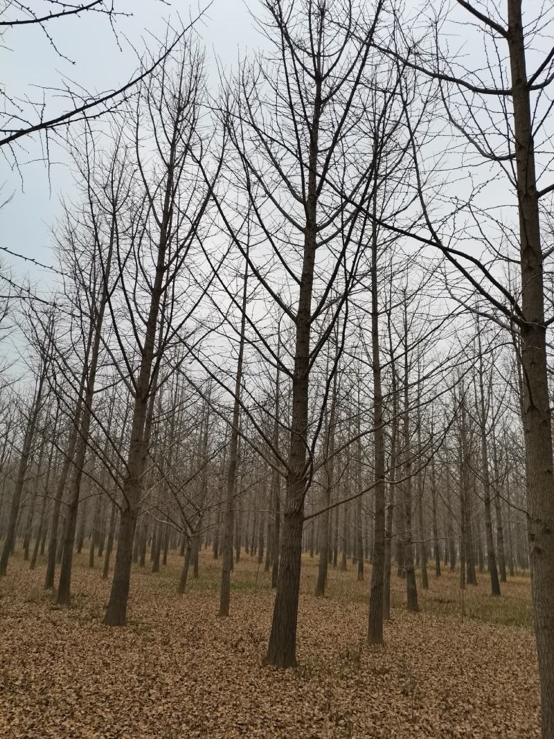邳州市顶森银杏苗圃基地。常年出售1一80公分的银杏