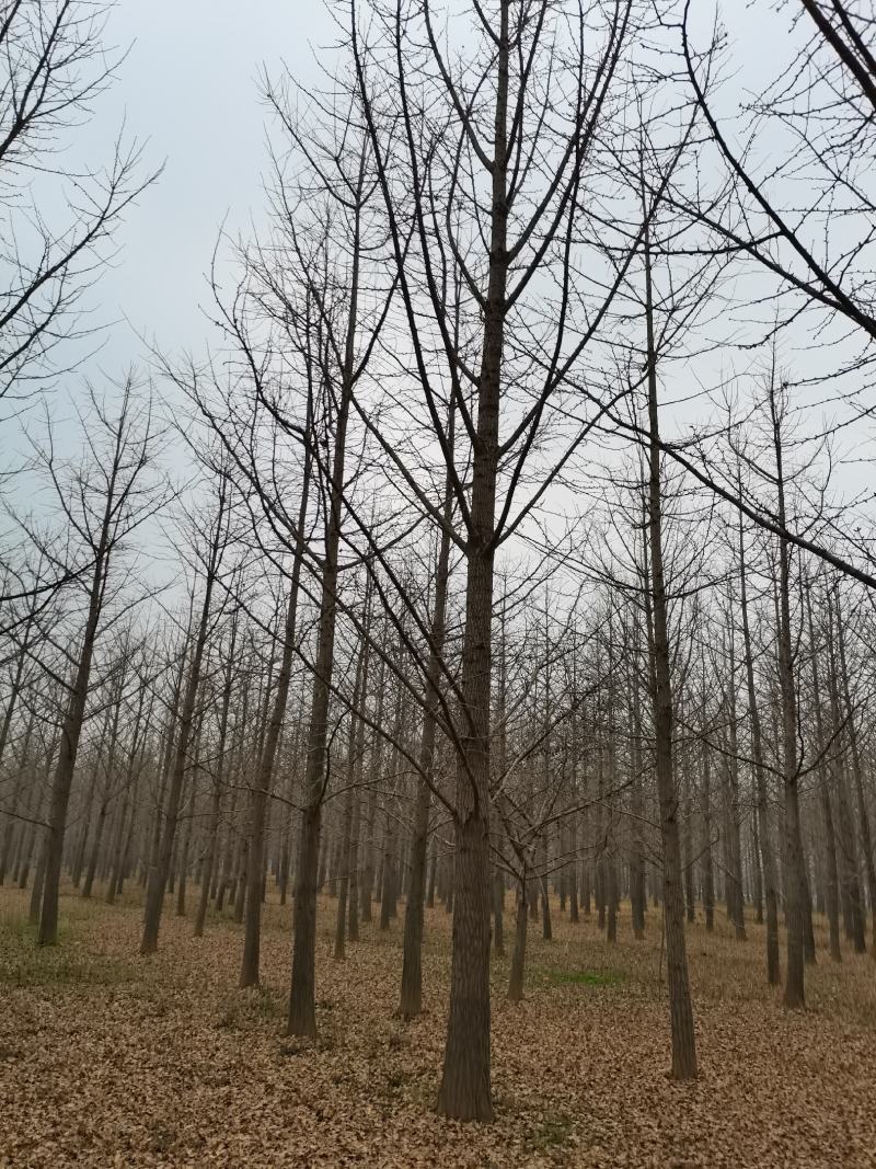 邳州市顶森银杏苗圃基地。常年出售1一80公分的银杏