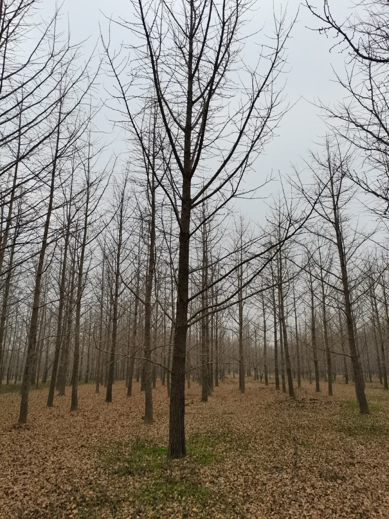 邳州市顶森银杏苗圃基地。常年出售1一80公分的银杏