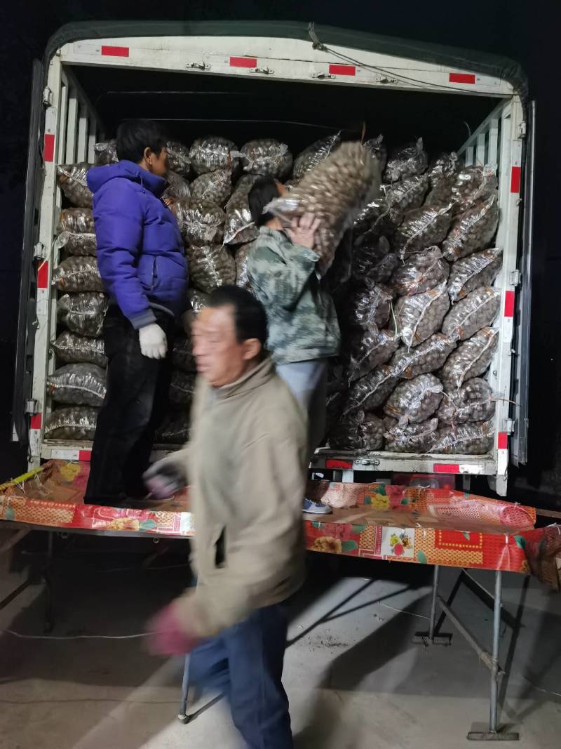 毛芋头，水芋头，大，中，小，分级，大统货等
