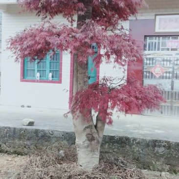羽毛枫自家苗大量供应