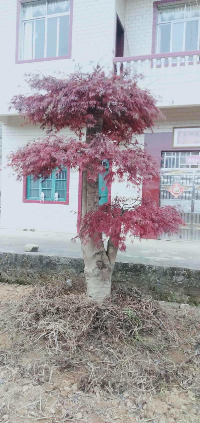 羽毛枫自家苗大量供应