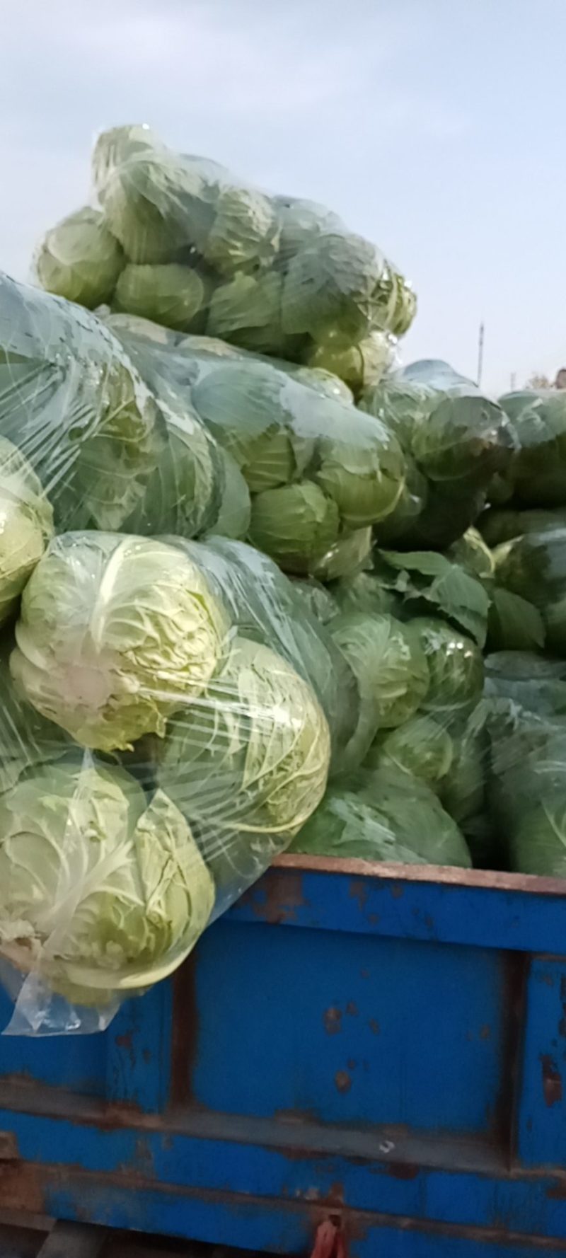 精品甘蓝，圆包菜，商品货，加工厂货。质优价廉，产地直发，