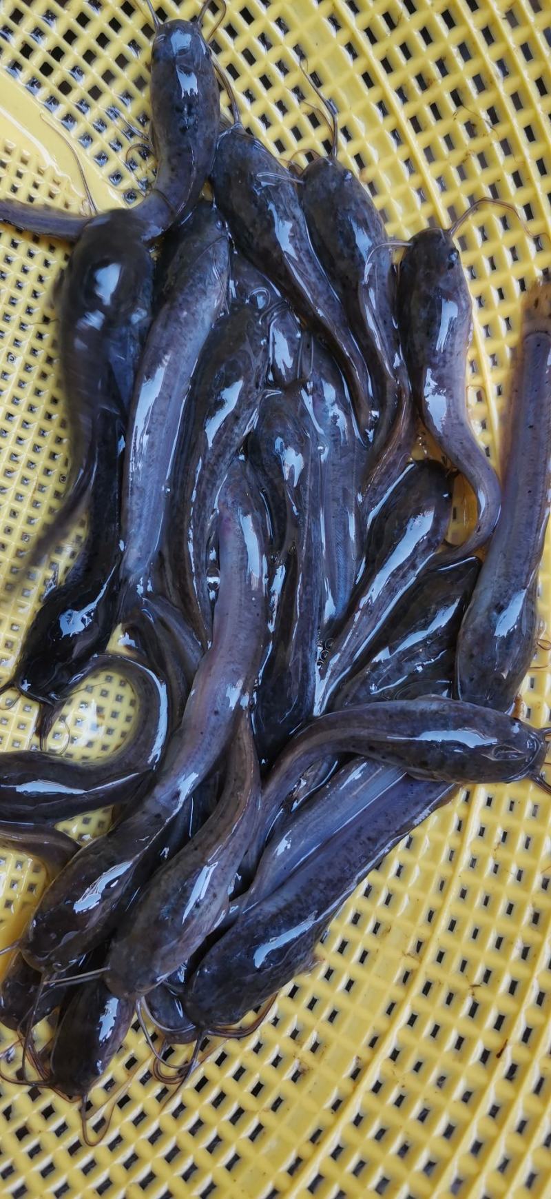 杂交良种埃及鱼苗王，胡子鲶鱼苗，规格齐全技术指导场地直销