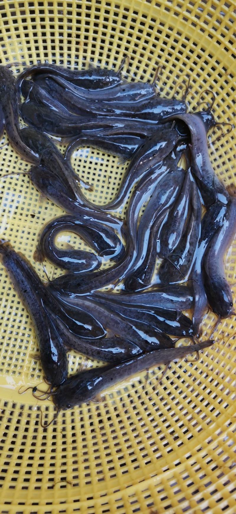 杂交良种埃及鱼苗王，胡子鲶鱼苗，规格齐全技术指导场地直销