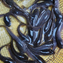 杂交良种埃及鱼苗王，胡子鲶鱼苗，规格齐全技术指导场地直销