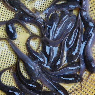 杂交良种埃及鱼苗王，胡子鲶鱼苗，规格齐全技术指导场地直销
