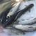青鱼苗黑鲩鱼苗现货大量上市，基地直供，优质品种