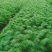 马尾松松树油松绿化树苗基地直发现挖现发质量保证