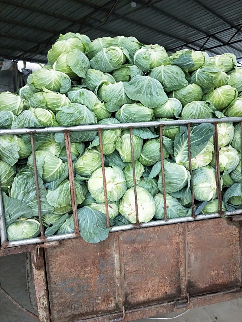 地膜铁包量大扁包菜，甘蓝货源充足，价格便宜