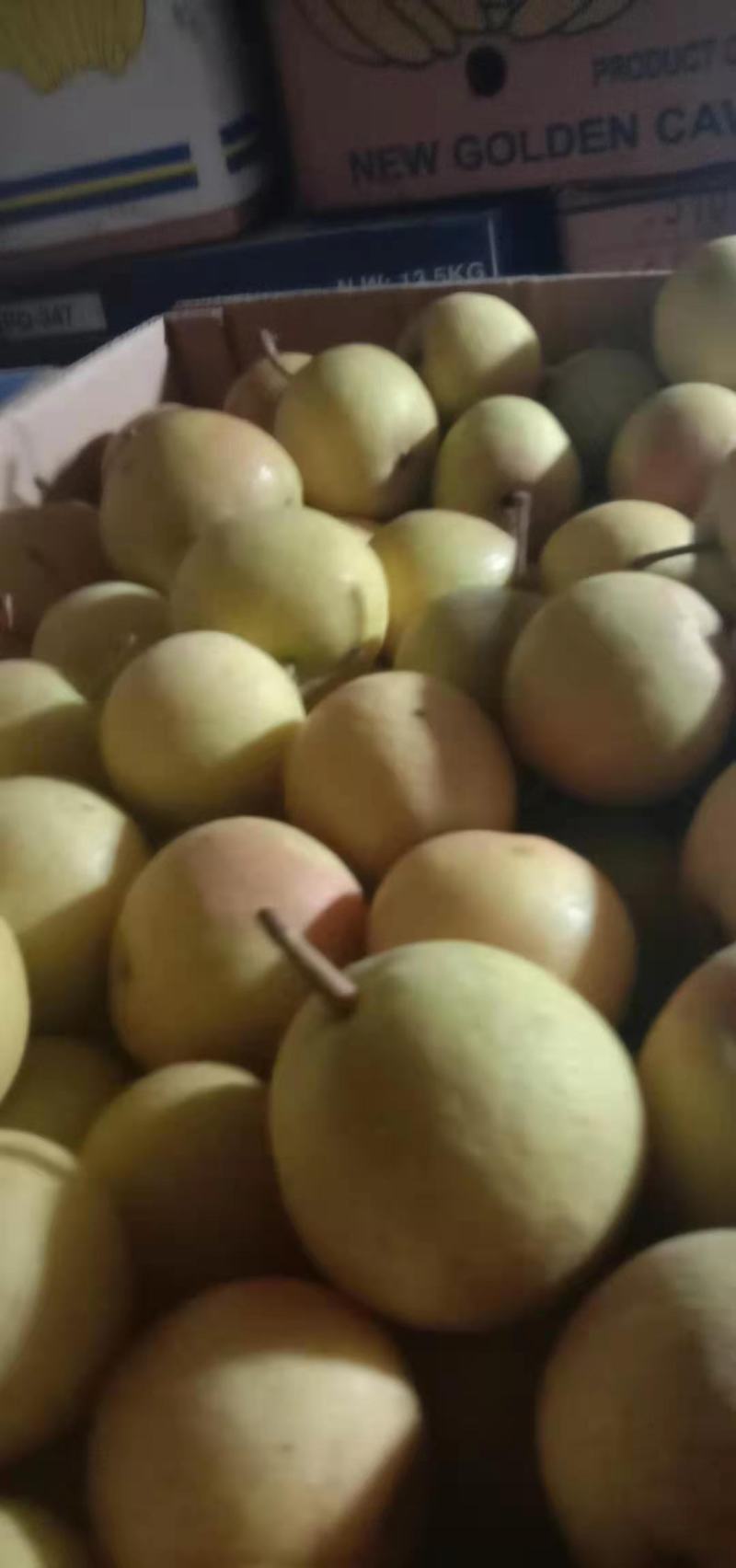 精品细皮梨梨皮干净