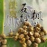 石斛铁皮石斛选条，关书药材批发中药材规格齐全
