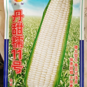 玉米种/香甜糯玉米种/丹甜糯11号