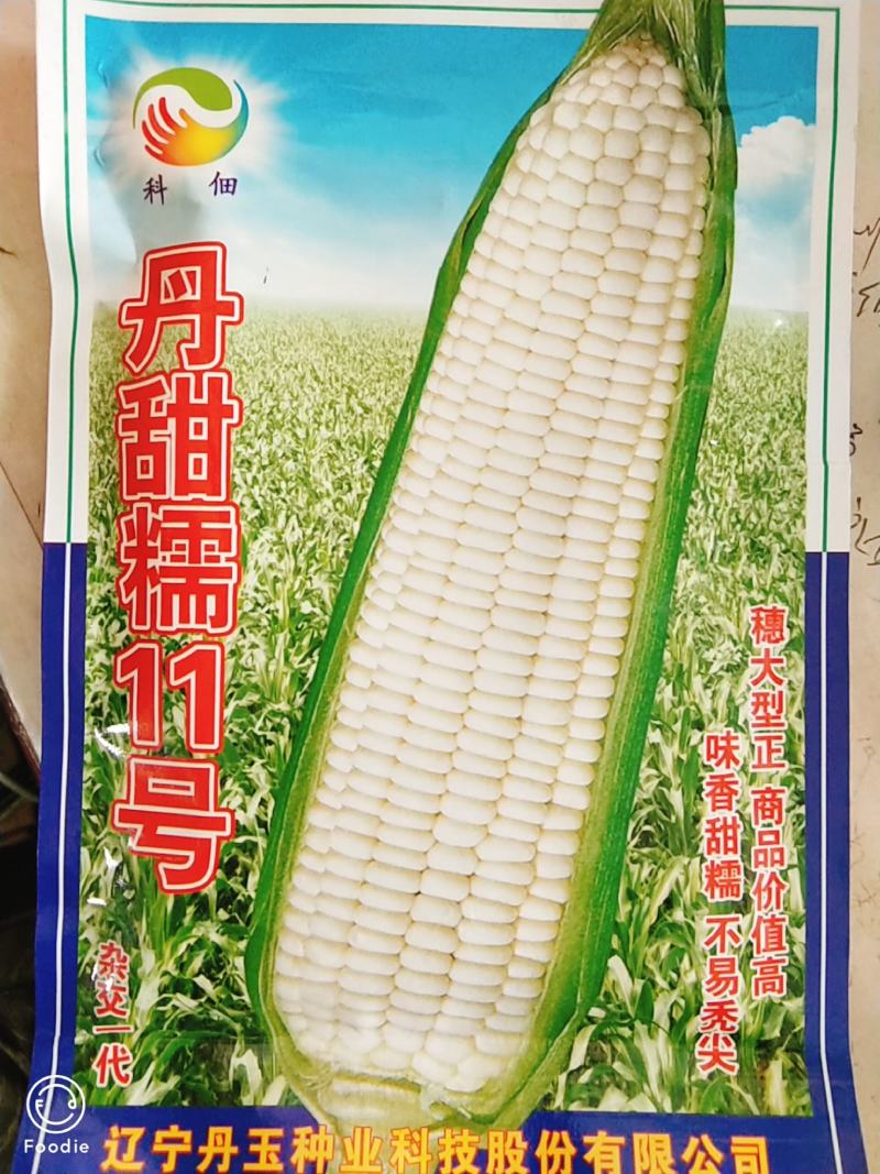 玉米种/香甜糯玉米种/丹甜糯11号