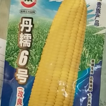 香糯甜黄玉米/丹糯6号