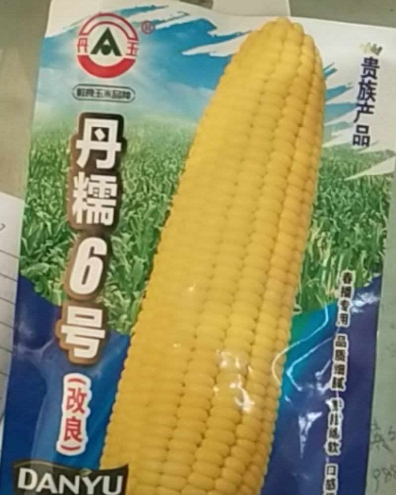 香糯甜黄玉米/丹糯6号