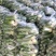 水果萝卜，青罗卜，里外青罗卜
