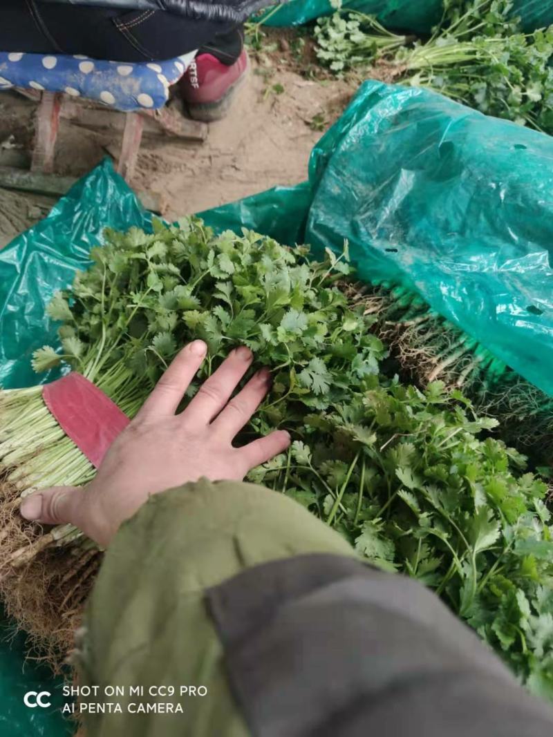 聊城万亩铁杆青香菜种植基地，货源充足，品质保证