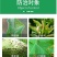 百农思达10%苯醚甲环唑炭疽病黑星病叶斑病杀菌剂