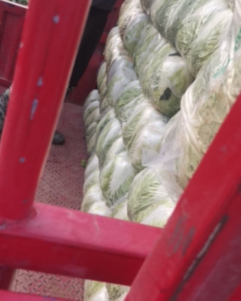 新野优质黄心白菜毛菜净菜散装袋装无虫眼,无烧心。产地直