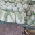 新野优质黄心白菜毛菜净菜散装袋装无虫眼,无烧心。产地直