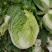 新野优质黄心白菜毛菜净菜散装袋装无虫眼,无烧心。产地直