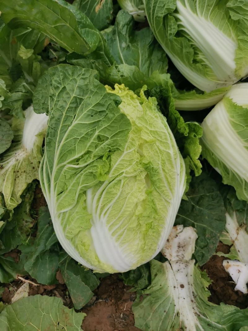 新野优质黄心白菜毛菜净菜散装袋装无虫眼,无烧心。产地直