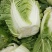 新野优质黄心白菜毛菜净菜散装袋装无虫眼,无烧心。产地直