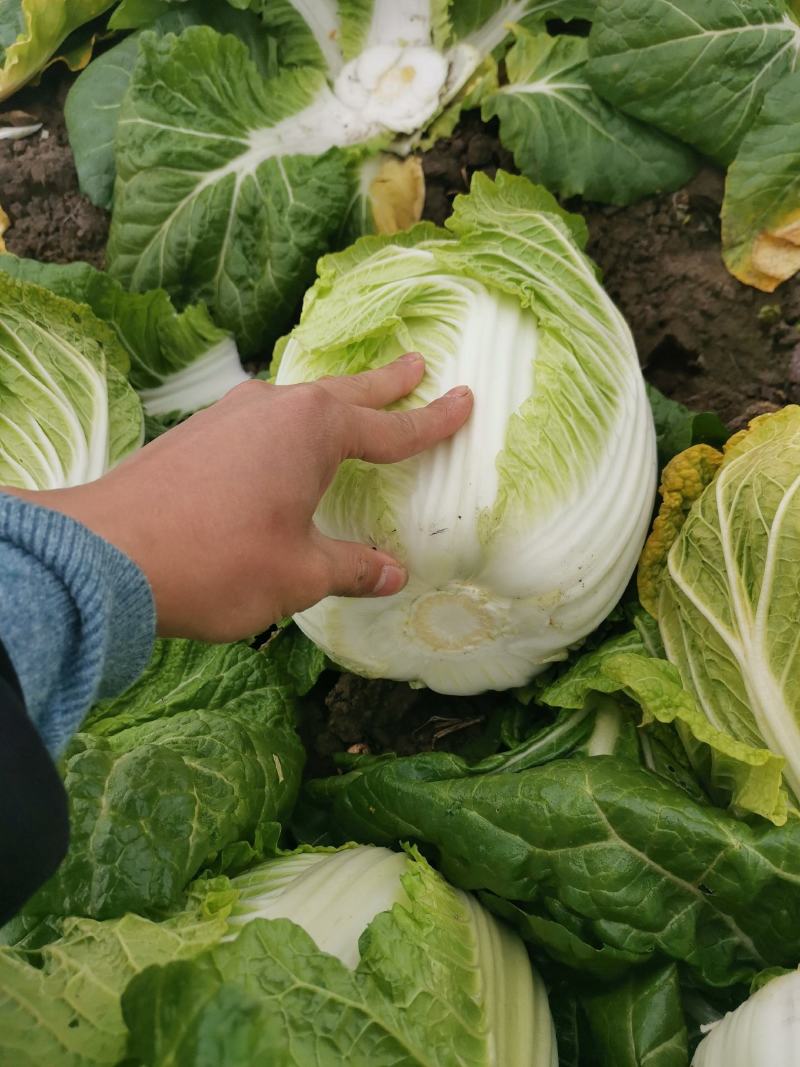 新野优质黄心白菜毛菜净菜散装袋装无虫眼,无烧心。产地直