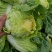新野优质黄心白菜毛菜净菜散装袋装无虫眼,无烧心。产地直