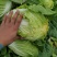 新野优质黄心白菜毛菜净菜散装袋装无虫眼,无烧心。产地直