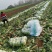 新野优质黄心白菜毛菜净菜散装袋装无虫眼,无烧心。产地直